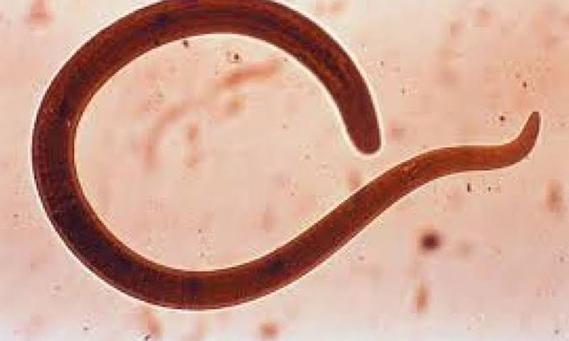 اسلام آباد: پیٹ کے کیڑے مار دوا پینے والے بچے اسپتال پہنچ گئے