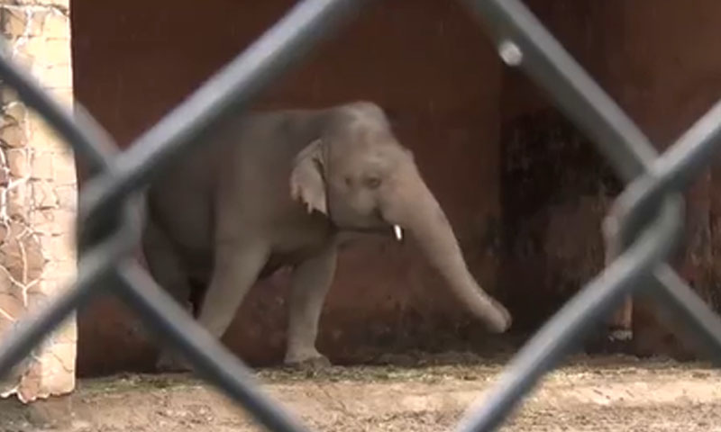 اسلام آباد چڑیا گھر انتظامیہ کی غفلت، ہاتھی نے رات بارش میں گزاری