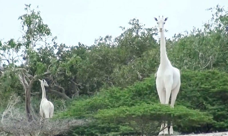 نایاب سفید زرافے کی نسل معدوم ہونے کا خطرہ