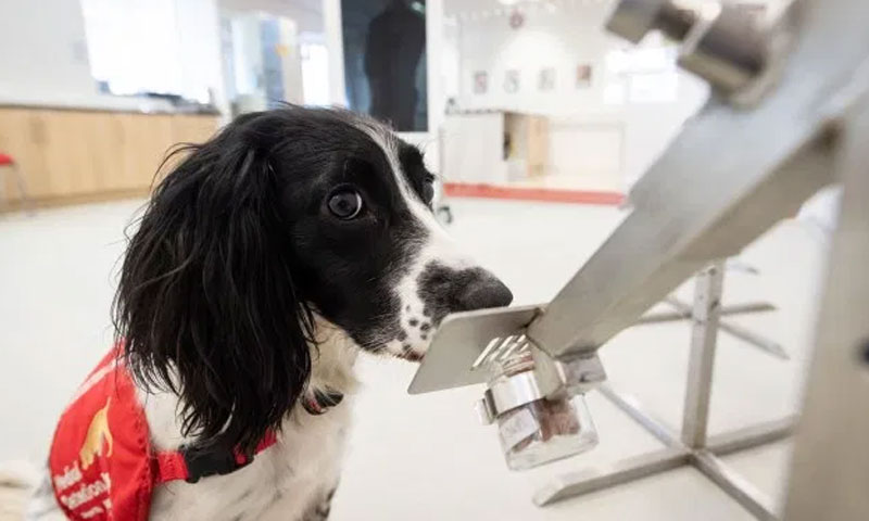 کتے کوروناوائرس سے متاثرہ مریضوں کا سراغ لگائیں گے