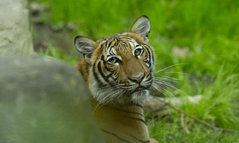 ٹائیگر میں بھی کوروناوائرس کی تشخیص