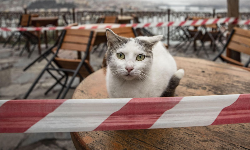 بلیاں بھی کوروناوائرس سے متاثر