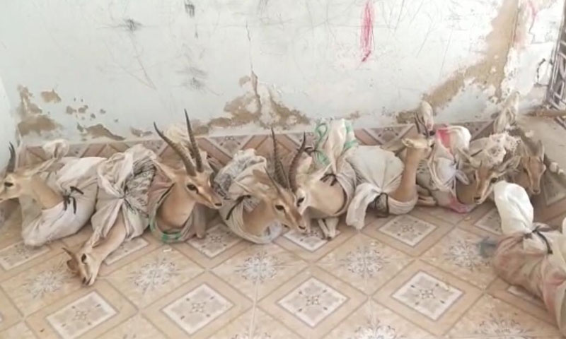 نایاب نسل کے 19 ہرن بازیاب: جنگلی حیات کے اسمگلرز گرفتار