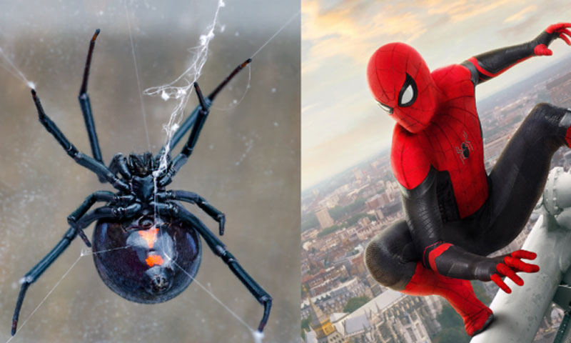 اسپائیڈر مین بننے کا شوق، بچوں نے خود کو خطرناک مکڑی سے کٹوا لیا، اسپتال منتقل