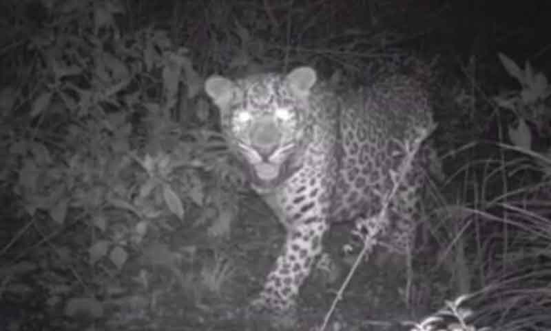 اسلام آباد: وائلڈ لائف بورڈ کا شہریوں کو تیندوں سے محتاط رہنے کی ہدایت