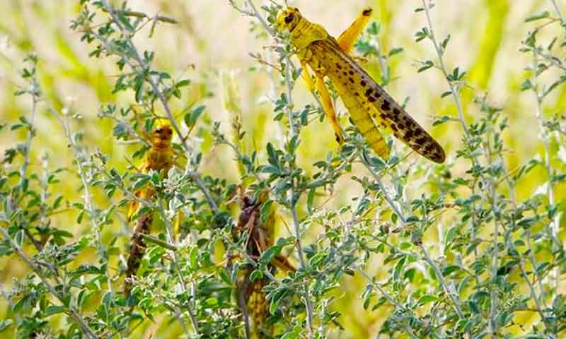 ملک کے 40 اضلاع میں ٹڈی دل موجود