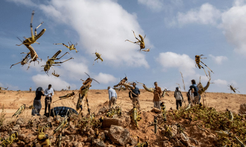 سندھ حکومت کی ٹڈیاں خریدنے سے متعلق خبروں کی تردید