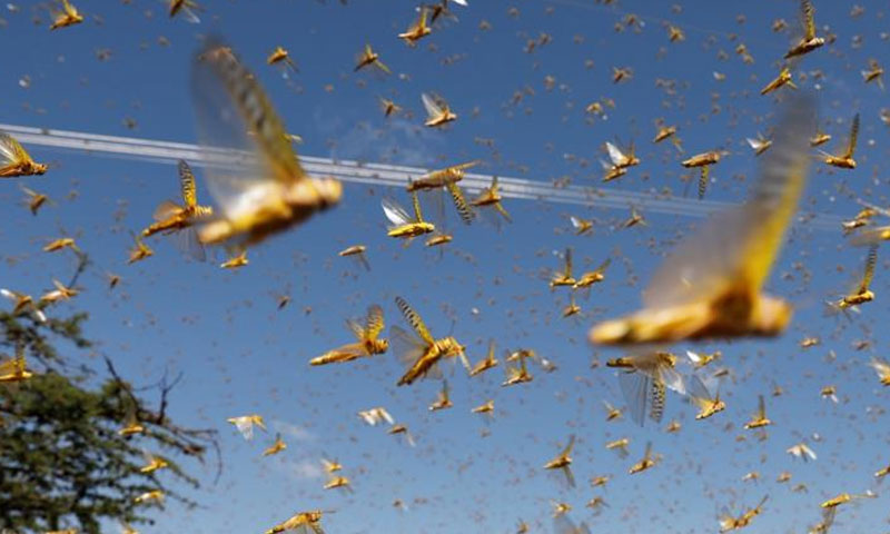 تھر پارکر میں بھی ٹڈی دل کے حملے