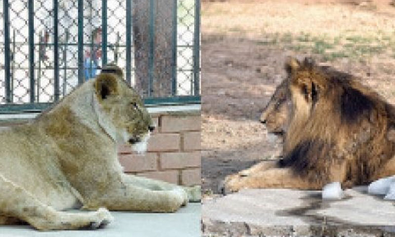 اسلام آباد: مرغزار چڑیا گھر،شیر اور شیرنی کی ہلاکت،مقدمہ درج