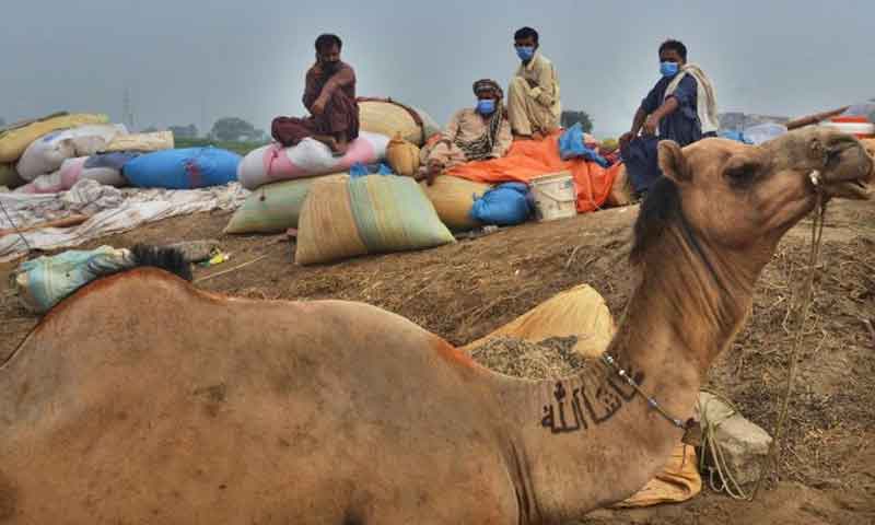 ڈیرہ غازی خان میں پاکستان کی دوسری بڑی اونٹوں کی منڈی سج گئی