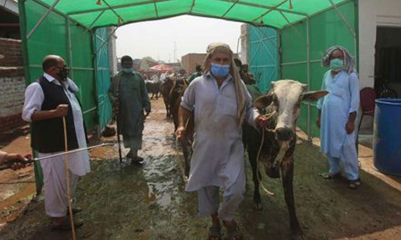 مویشی منڈیوں کے اوقات کار صبح 6 سے شام7بجے تک ہوں گے