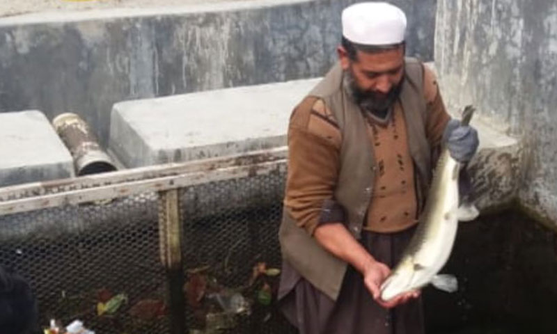 کورونا وبا سے ٹراؤٹ مچھلی کا کاروبار بھی متاثر