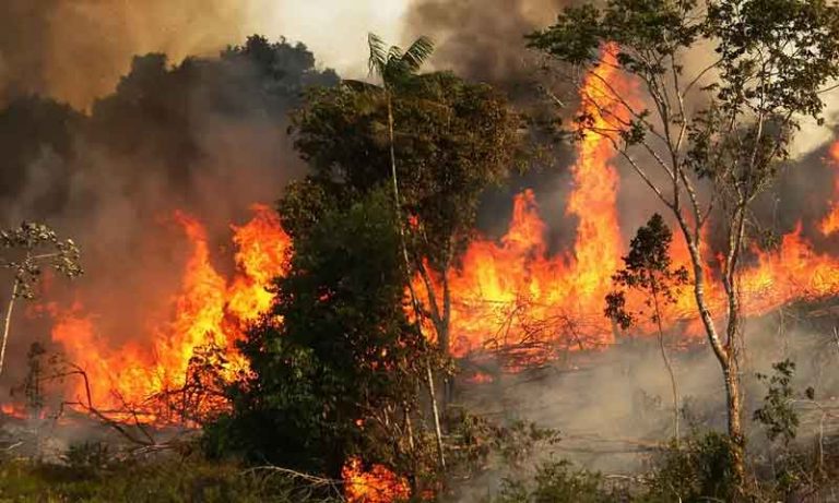 ایمازون کے جنگلات میں لگی بھیانک آگ پر تاحال قابو نہ پایا جا سکا