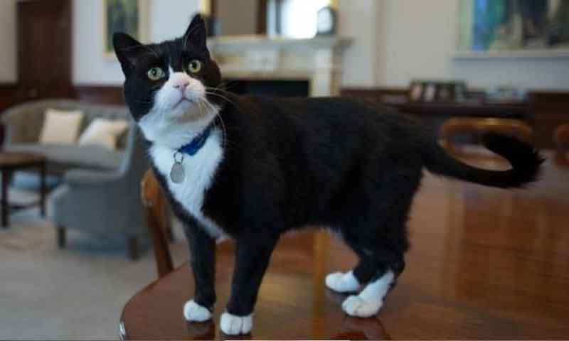 برطانوی دفتر خارجہ میں تعینات چوہوں کا شکاری بلا ریٹائر