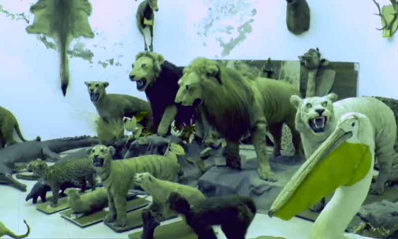 لاہور: حنوط شدہ جانوروں کا میوزیم شہریوں کی تفریح کا مرکز