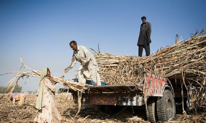 پنجاب:گنے کے کاتشکاروں کو استحصال سے بچانے کیلئے ترمیمی آرڈیننس 2020 جاری