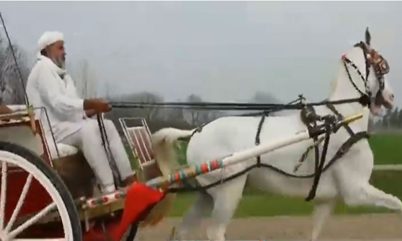 ماضی کی شاہی سواری تانگہ اب ناپید ہو گئی