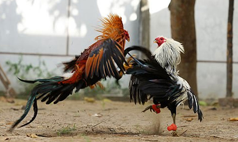 فلپائن: مرغے کے حملے میں پولیس افسر ہلاک