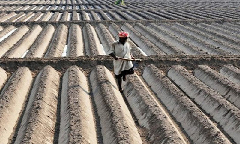 لودھراں: کپاس کے کاشتکار بدحالی کا شکار