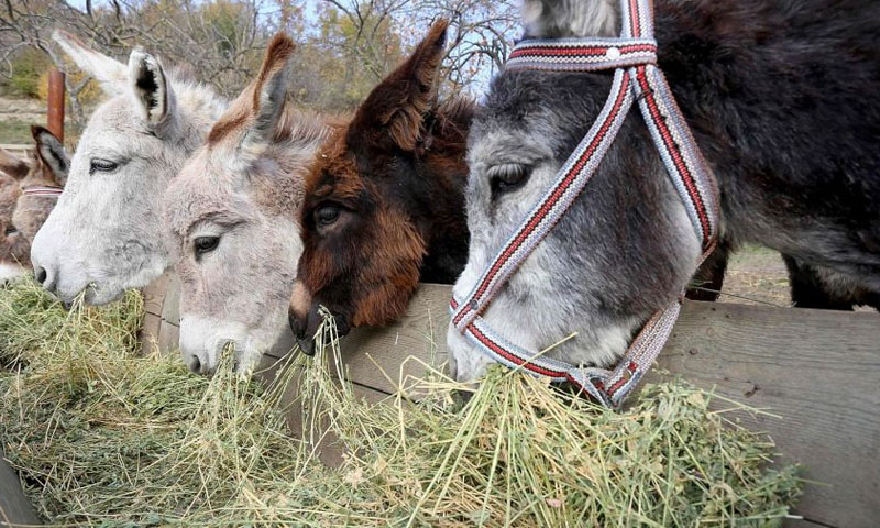 پاکستان: گدھوں کی تعداد میں اضافہ ہو گیا