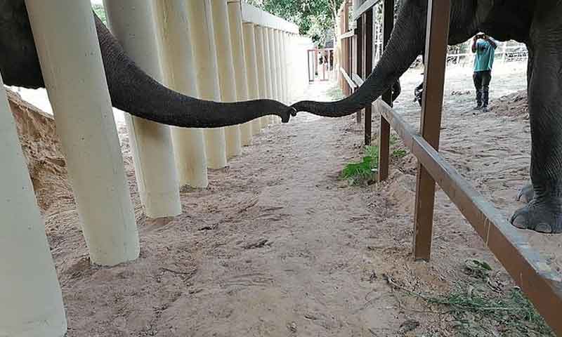 کمبوڈیا میں کاون کے نئے دوست کون ہیں؟