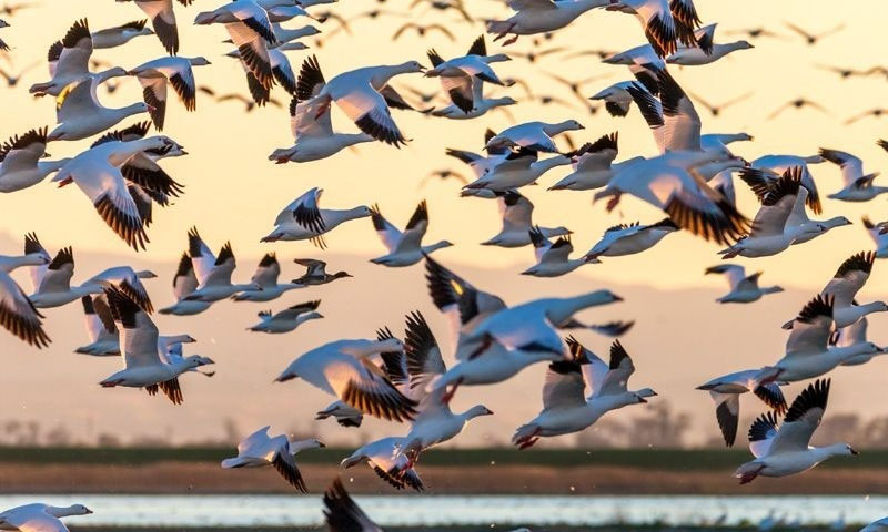 بھارت میں برڈ فلو: ہزاروں مرغیاں ذبح، سینکڑوں پرندے ہلاک