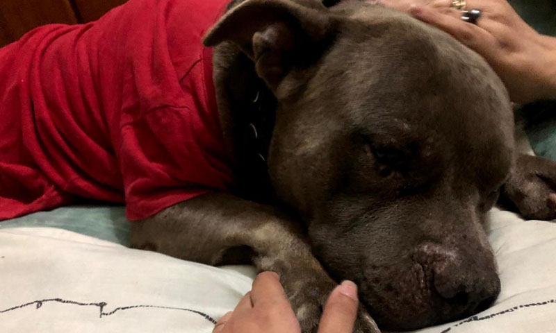 پالتو کتے کو مارنے کے مقدمہ میں ملوث وکیل کی ضمانت منظور