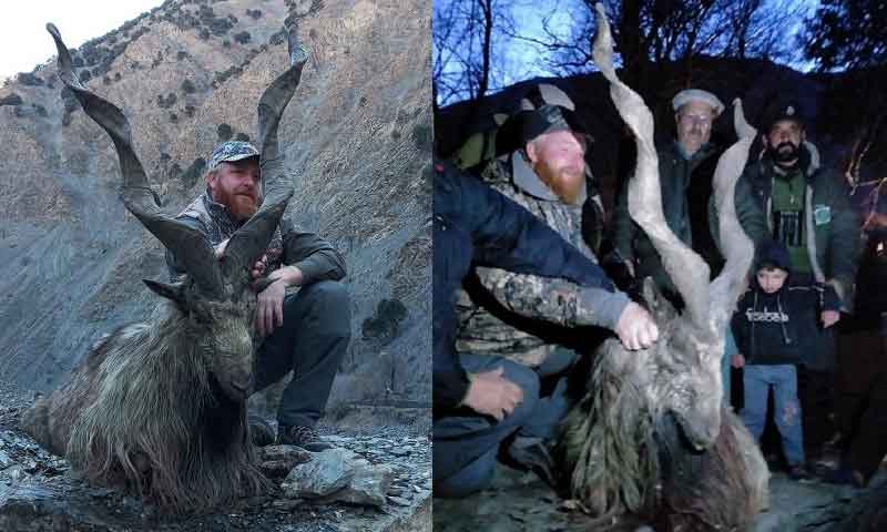 چترال میں امریکی شکاری کا سب سے بڑے سینگوں والے مارخور کا شکار