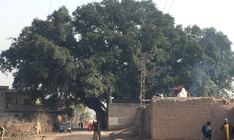 دوکنال کےرقبے پر پھیلا