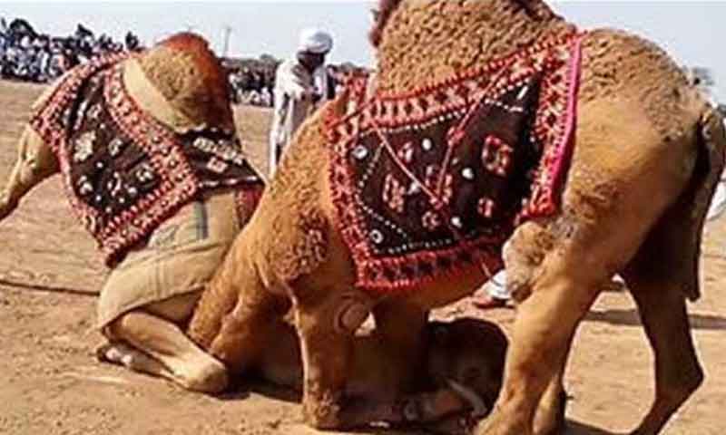 جیتنے والے اونٹ ’شیرو‘ کو روایتی پگڑی پہنائی بھی گئی