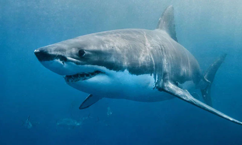 شارک اور ریز معدومیت کے خطرے سے دوچار