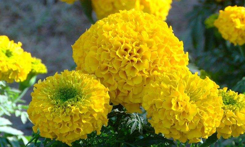 شہر قائد کی رونقوں میں اضافہ کرنے کیلئے میری گولڈ فیسٹیول کی تیاریاں شروع