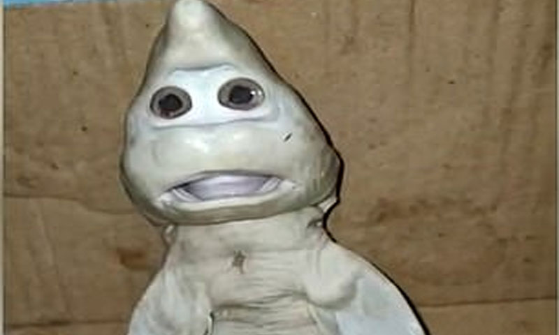 انسانی شکل والا شارک کا بچہ