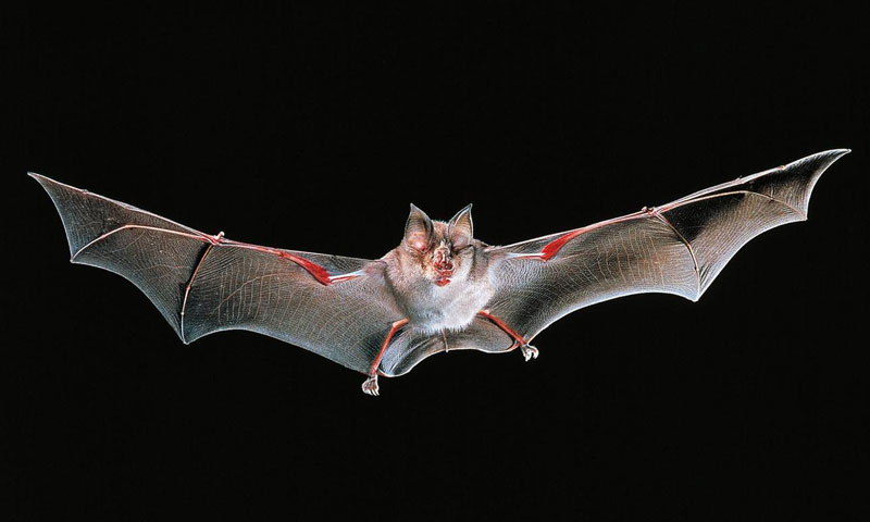 چمگادڑوں میں کورونا وائرس کی تشخیص