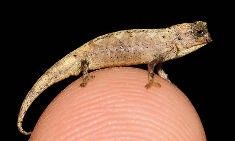 دنیا کا سب سے چھوٹا گرگٹ دریافت دنیا کا سب سے چھوٹا گرگٹ دریافت