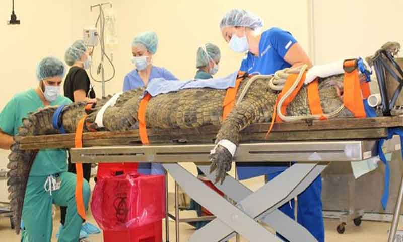 جوتا نگلنے والے مگرمچھ کی سرجری