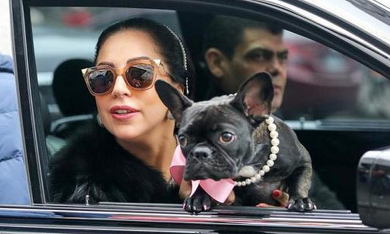 گمشدہ کتے ڈھونڈے والے کو انعام میں ملیں گے کروڑوں روپے