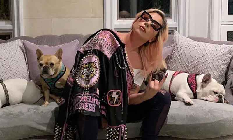 لیڈی گاگا کو ’قیمتی کتے‘ واپس مل گئے