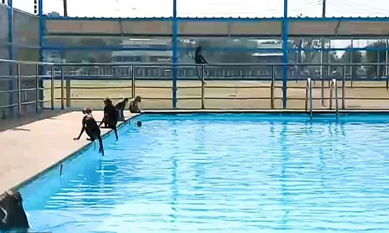 بندروں کا اسکول پر قبضہ، تیراکی بھی کی