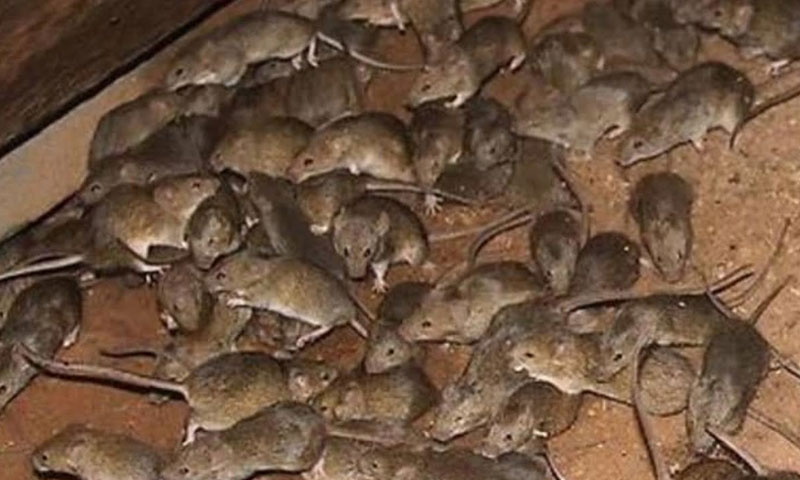 آسٹریلیا میں چوہوں کی بھرمار، لوگ گھروں میں محصور