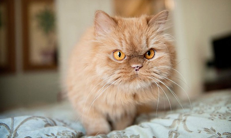 بستر پر سونے والی بلیوں میں کورونا کے زیادہ خطرات، تحقیق