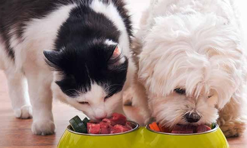 پالتو جانوروں کی مفت کورونا اسکریننگ کروائیں