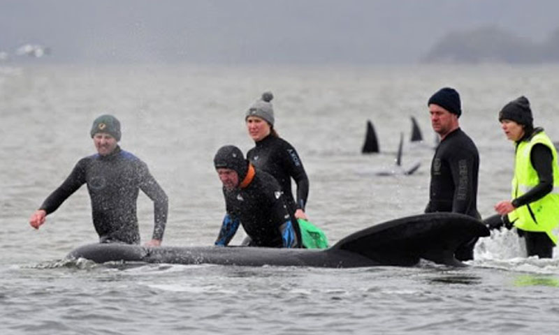 ساحل پر پھنسی 28 وہیل مچھلیوں کو سمندر واپس چھوڑ دیا گیا