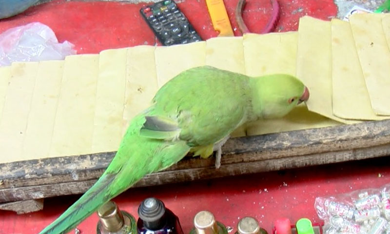 پی ایس ایل 6 کا فائنل کو جیتے گا؟ میاں مٹھو نے بتادیا