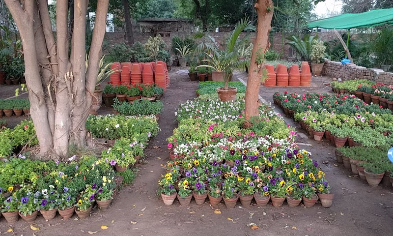 لاہور: نرسریز بزنس ڈویلپمنٹ حب منصوبے کی زد میں