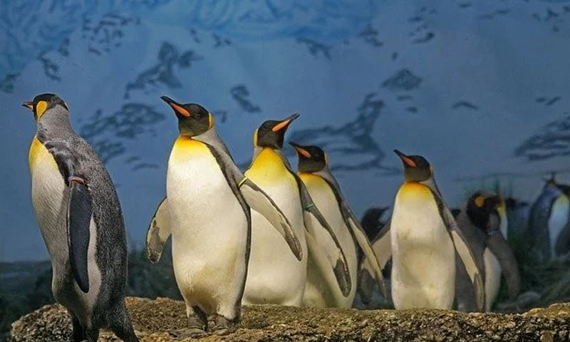 وائلڈ لائف فوٹو گرافر نے پیلے اور سفید رنگ کا پینگوئن ڈھونڈ لیا