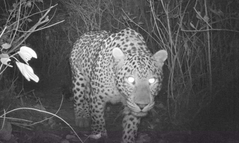 اسلام آباد میں خطرناک تیندوے کا ڈر