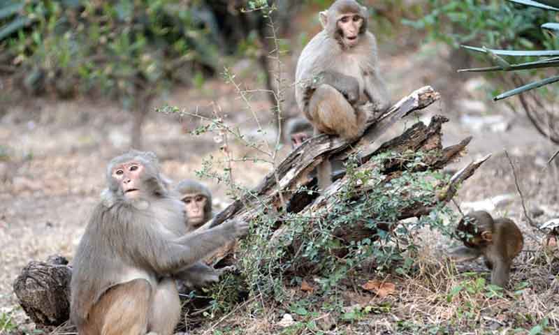 جیب کترے بندروں نے شہریوں کی زندگی اجیرن کر دی