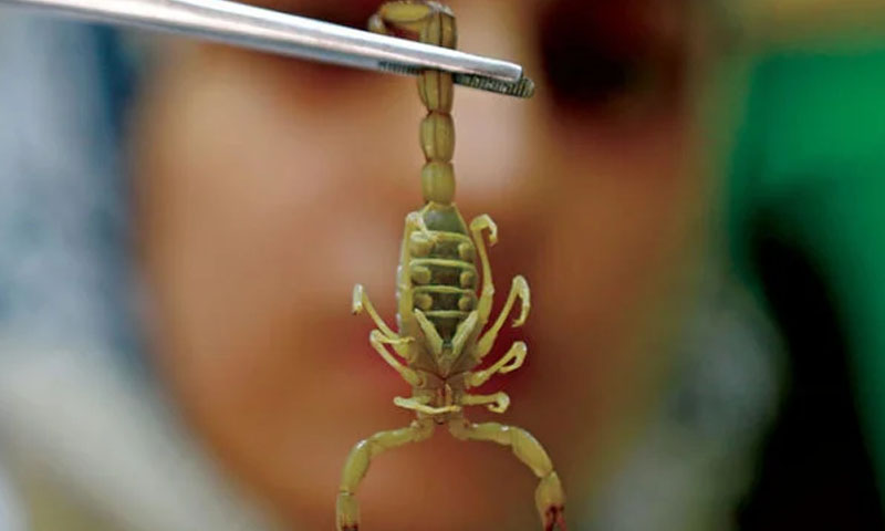 بچھوؤں کے زہر کی قیمت 7 ہزار ڈالرز فی گرام