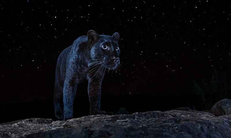 سیاہ رات میں نایاب سیاہ تیندوا